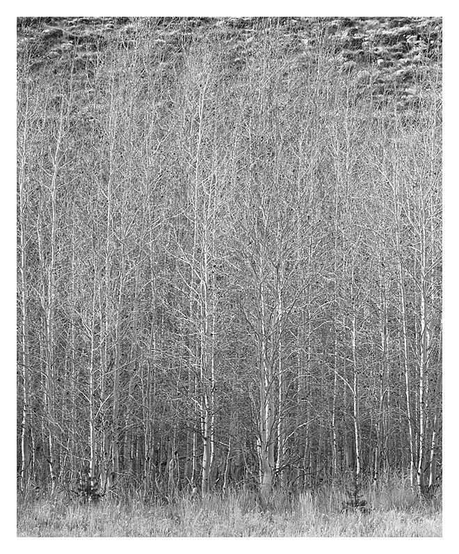 Aspen Grove, Eastern Sierra, California, 2017