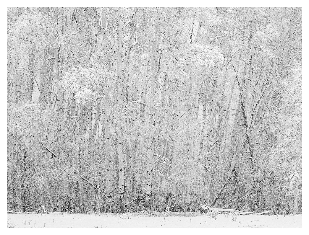 Aspens and Snow, Boulder Mountain, Utah, 2018