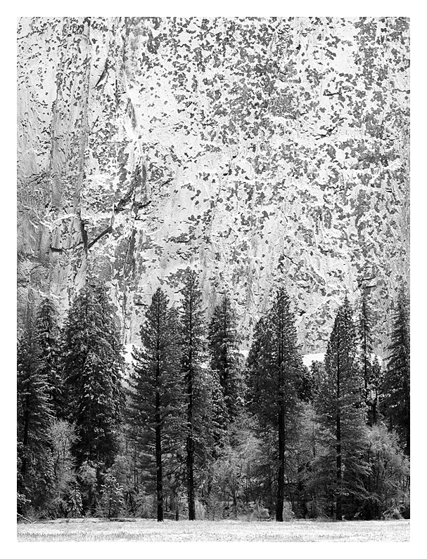 Snowy Cliff and Trees, Yosemite National Park, California, 2018